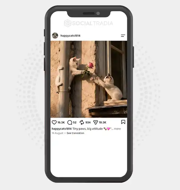 Instagram account happycats1814 (4.9k Followers)