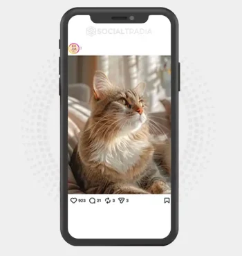 Instagram account HappyMeows (2.5k Followers)