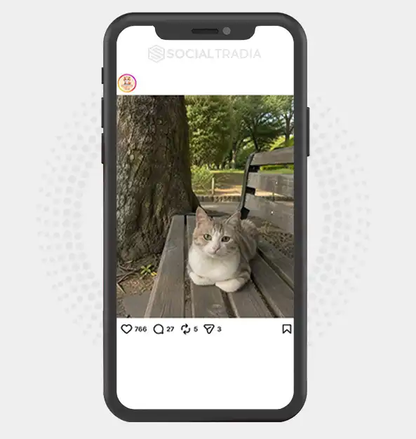 Instagram account HappyMeows (2.5k Followers)