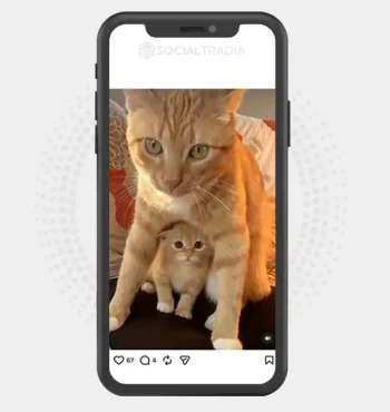 Instagram account KittenCore (21.7k Followers)