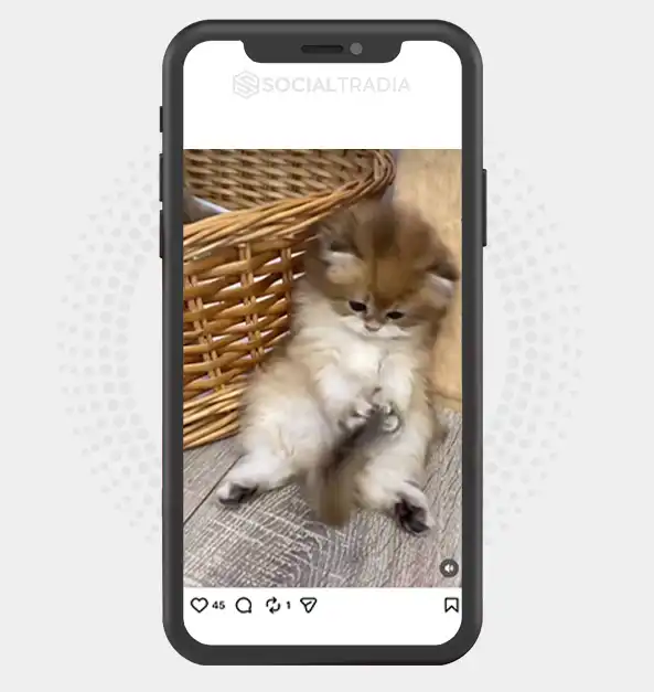 Instagram account KittenCore (21.7k Followers)