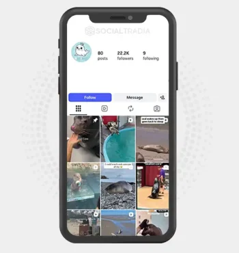 Instagram account SealMoments (22.2k Followers)