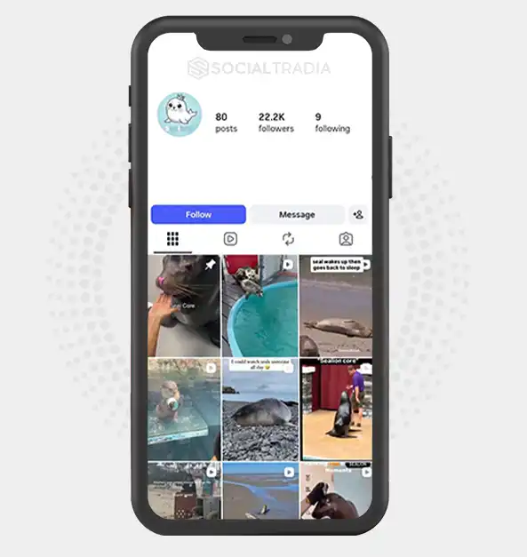 Instagram account SealMoments (22.2k Followers)
