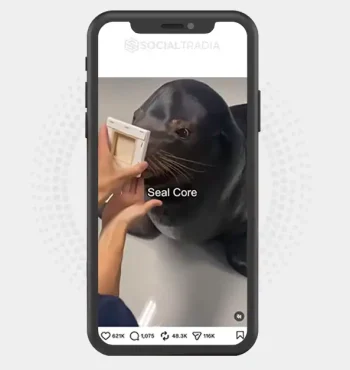 Instagram account SealMoments (22.2k Followers)