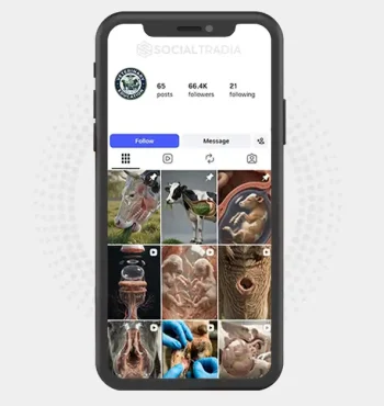 Instagram account VetInsight (66.4k Followers)