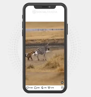 Instagram account wild._book (10.8k Followers)