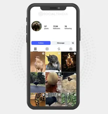 Instagram account WildRealm (19.8k Followers)