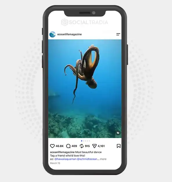 Instagram account OceanLifeMagazine (373k Followers)