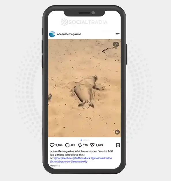 Instagram account OceanLifeMagazine (373k Followers)