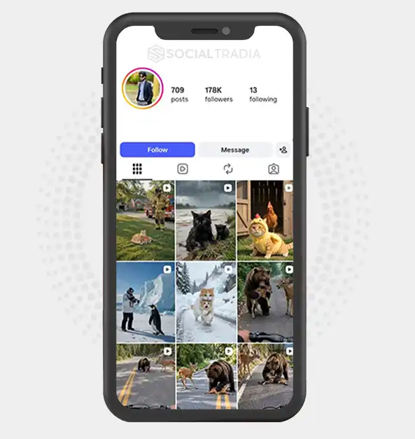 Instagram account Animal Rescue (178k Followers)