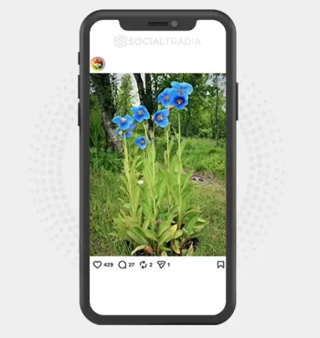Instagram account Blooming Earth (3.2k Followers)