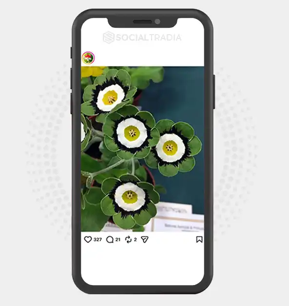Instagram account Blooming Earth (3.2k Followers)