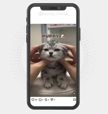 Instagram account CatCare (15.1k Followers)