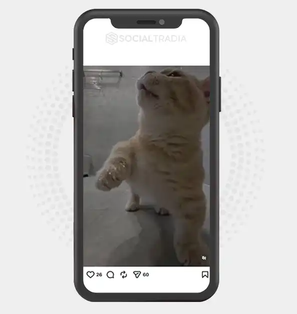 Instagram account CatCare (15.1k Followers)