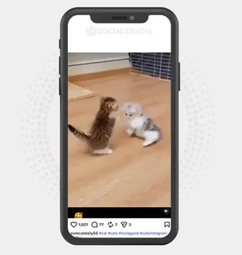 Instagram account cutecatdaily55 (2.1k Followers)