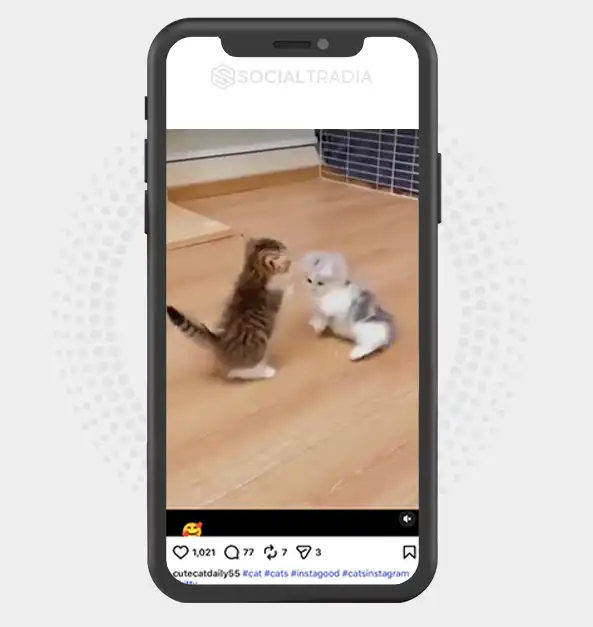 Instagram account cutecatdaily55 (2.1k Followers)