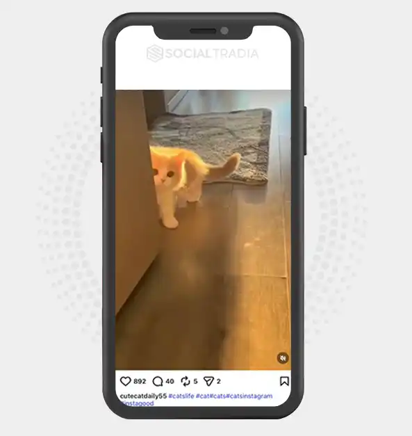 Instagram account cutecatdaily55 (2.1k Followers)
