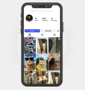 Instagram account CutestKittens (13.6k Followers)