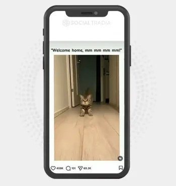 Instagram account CutestKittens (13.6k Followers)