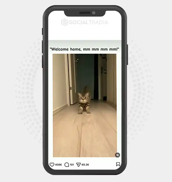 Instagram account CutestKittens (13.6k Followers)