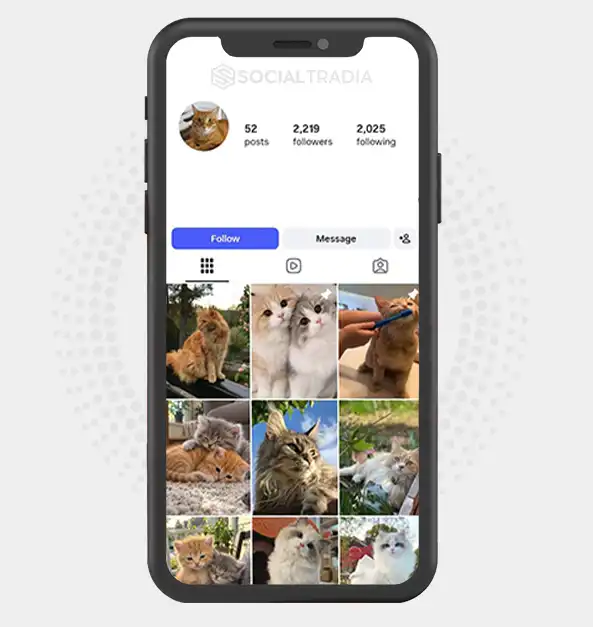 Instagram account FluffyPaws (2.2k Followers)