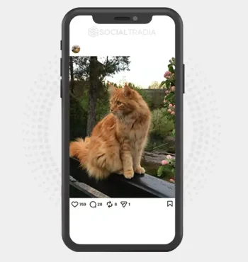 Instagram account FluffyPaws (2.2k Followers)