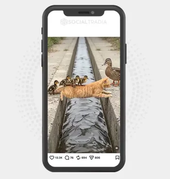 Instagram account Little Paw Stories (7.5k Followers)