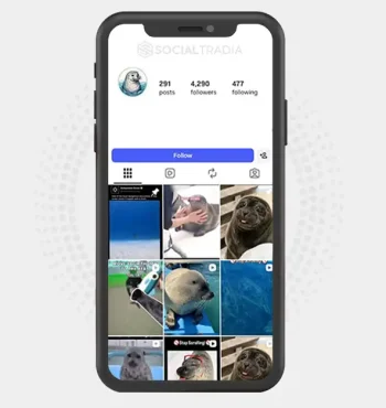 Instagram account SealSplash (4.2k Followers)