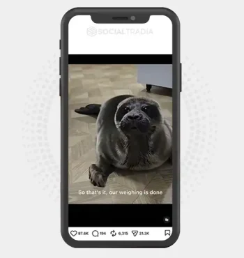 Instagram account SealSplash (4.2k Followers)
