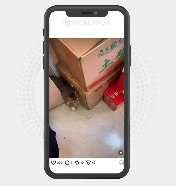 Instagram account TheCatCorner (74.9k Followers)